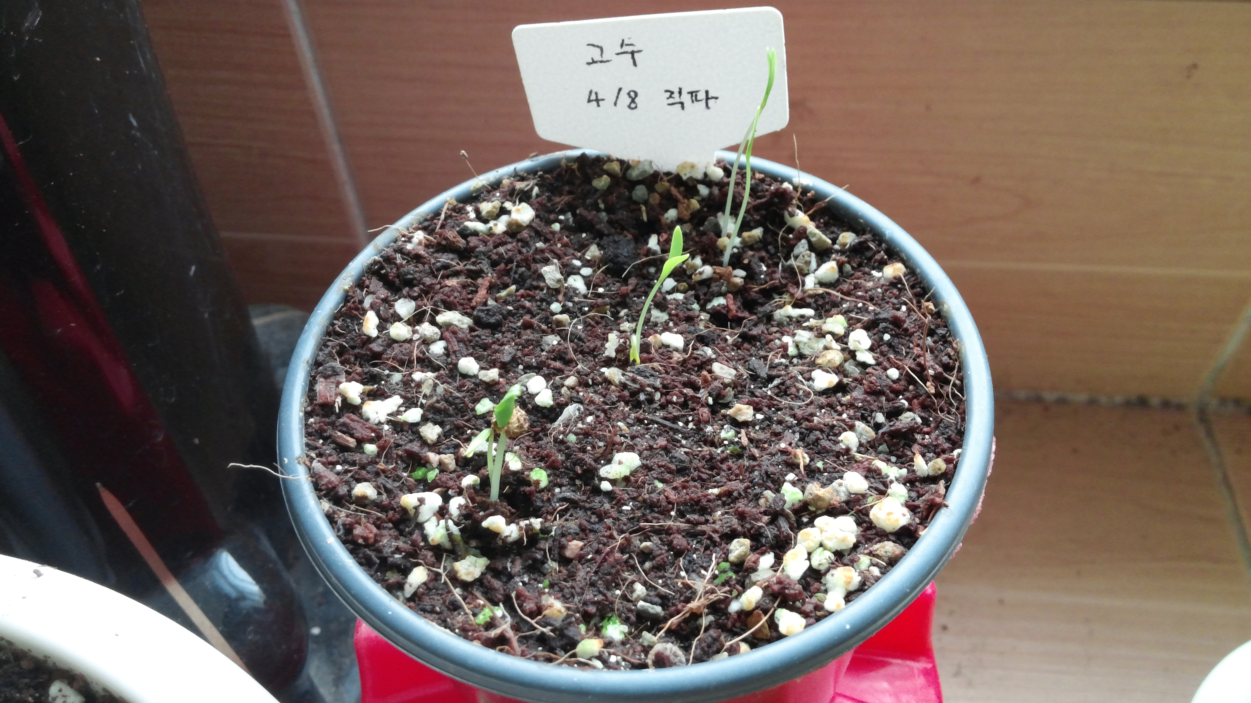 화분 속 흙에서 자라는 어린 고수 새싹, 이름표 부착