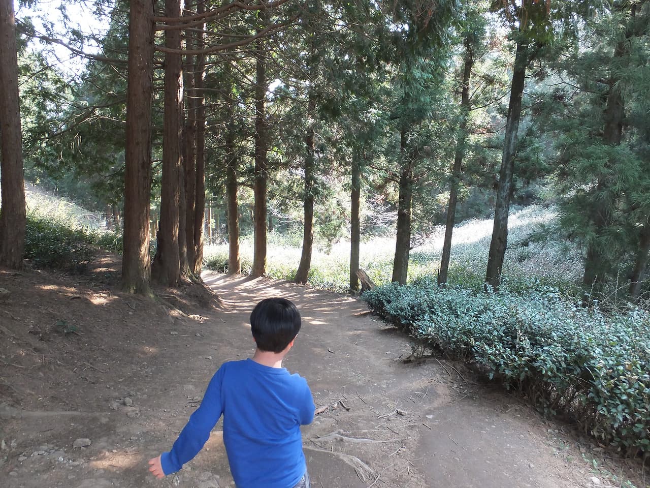 푸른 셔츠 아이, 울창한 숲길 흙길 걷기, 나무와 수풀.