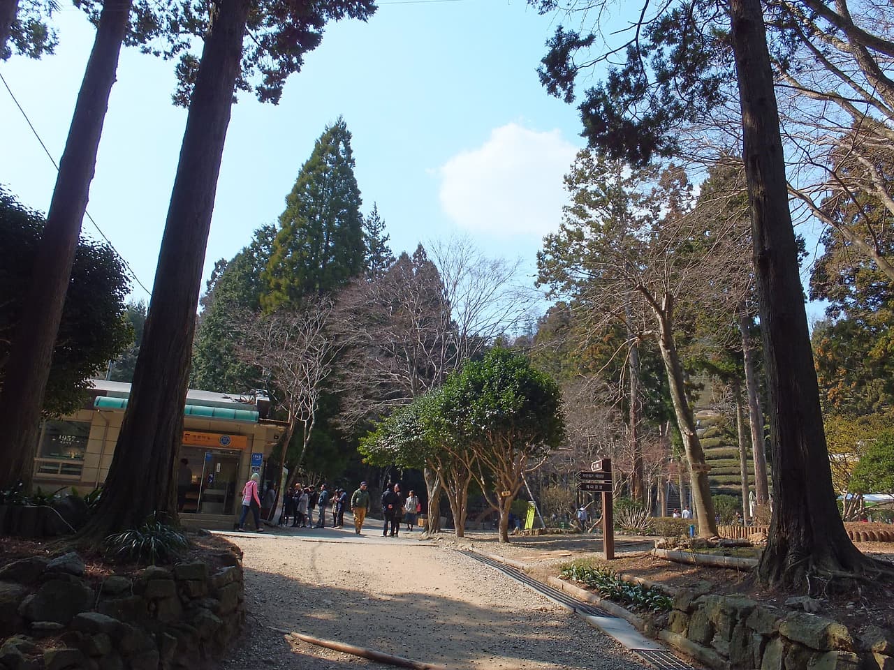 숲길, 웅장한 나무들, 작은 건물, 푸른 하늘 배경.