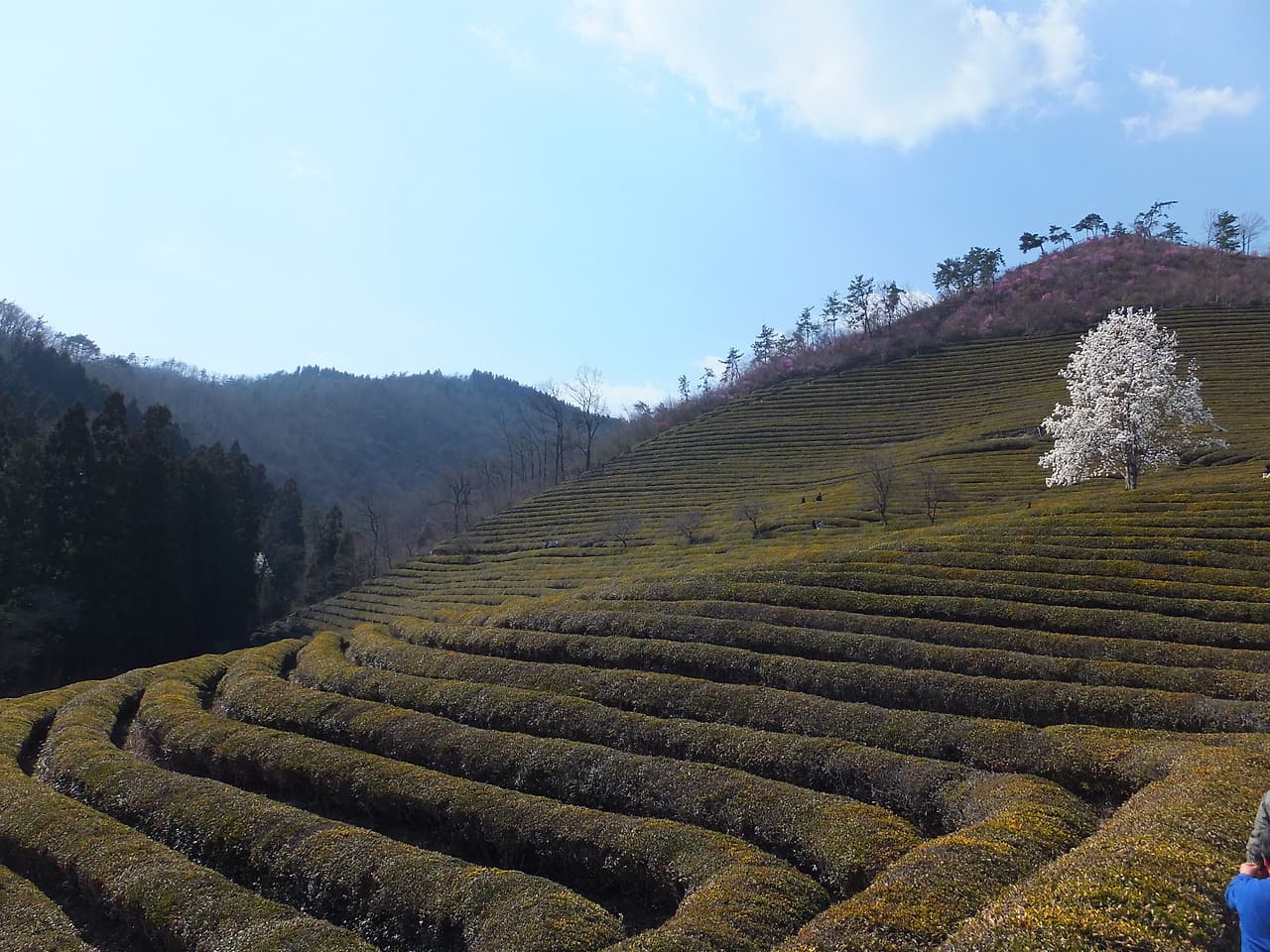 구불구불한 녹차밭 언덕, 하얀 꽃나무, 산 배경, 맑은 봄 하늘