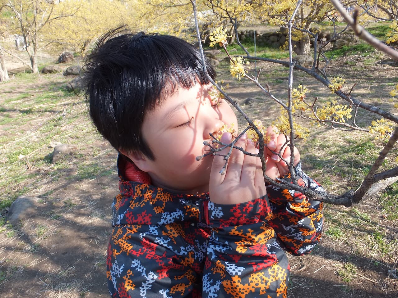 눈 감고 노란 산수유 꽃 향기 맡는 어린이