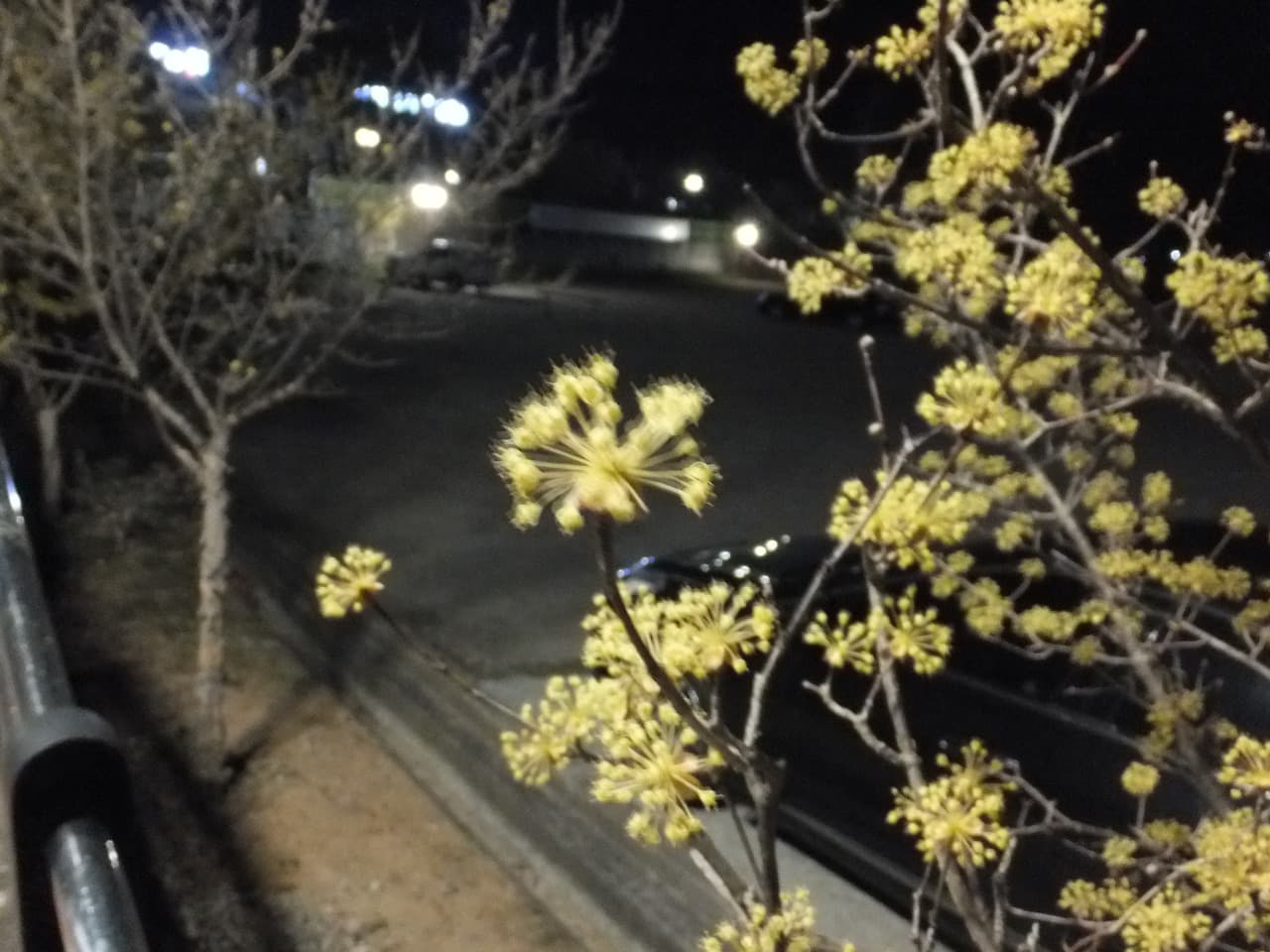 밤, 노란 산수유꽃 만개한 가지, 흐릿한 도시 야경