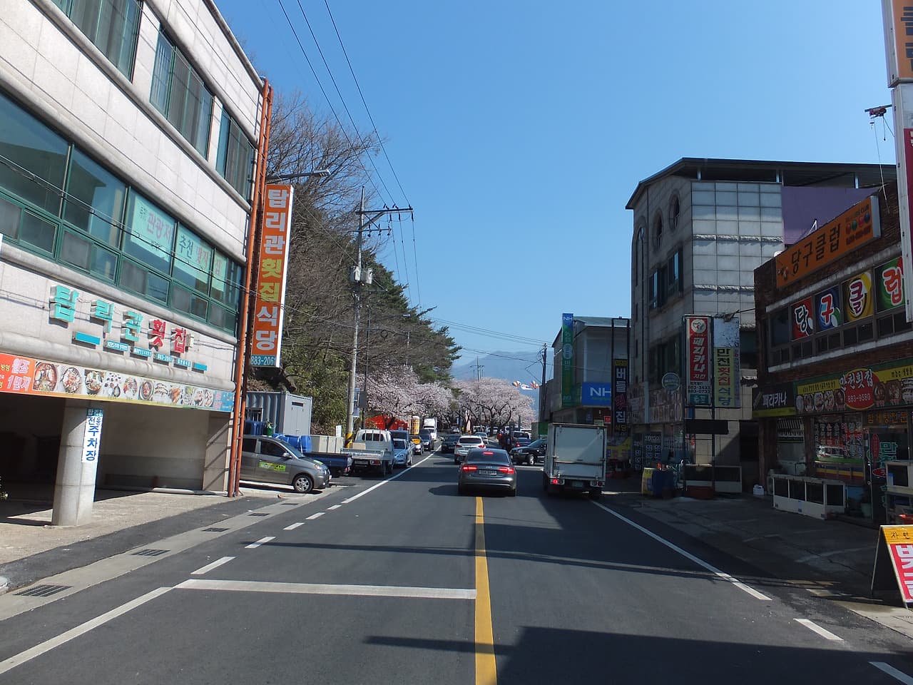 한국 도시 거리, 여러 층 건물, 차량, 만개한 벚나무, 먼 산