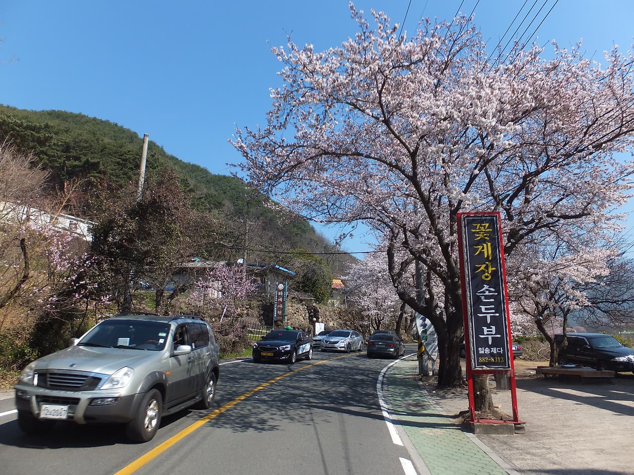 만개한 벚꽃길, 자동차 행렬, 푸른 산, 꽃게장 손두부 간판