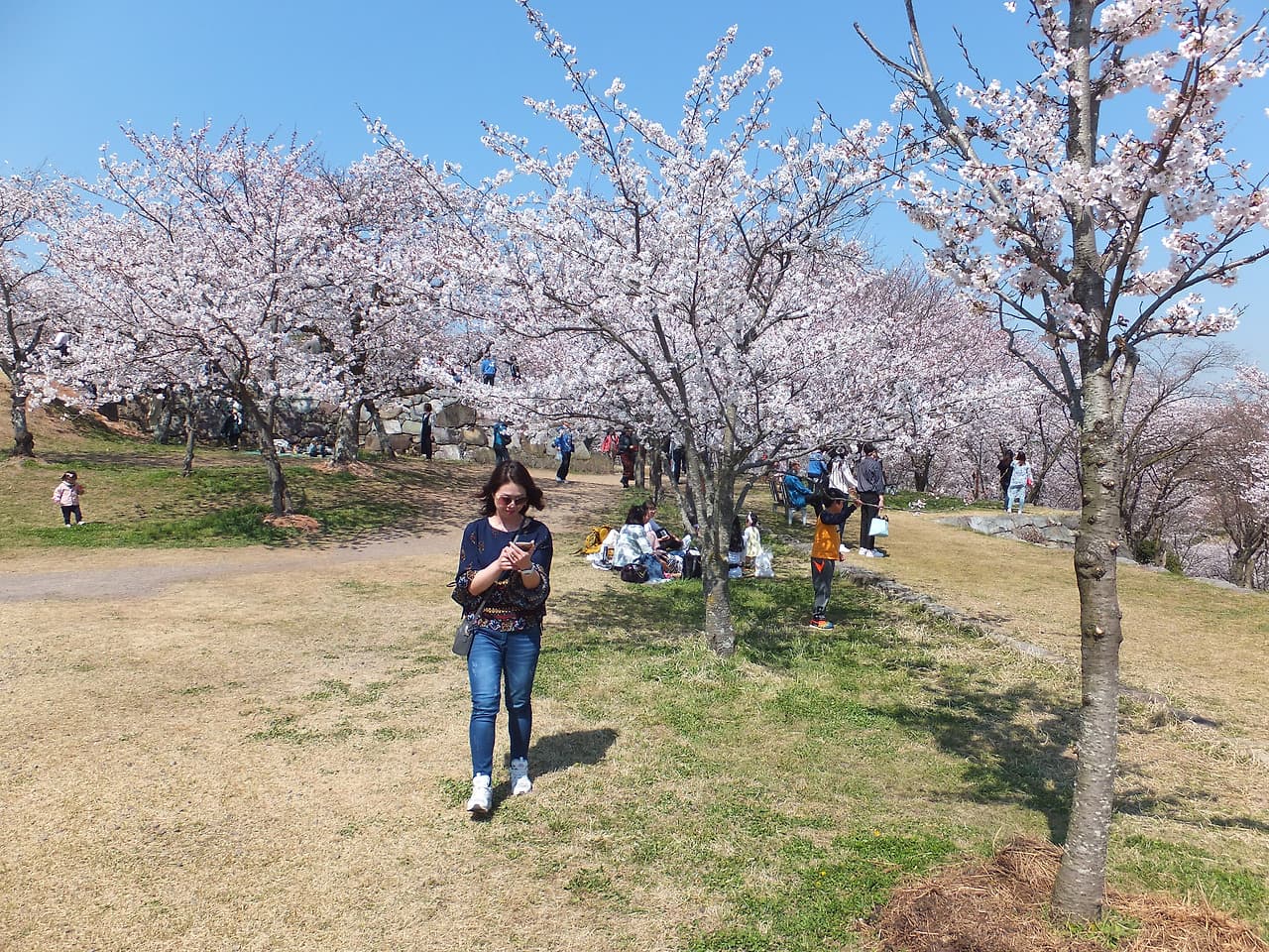 남도 봄꽃로드 여행기|사천 선진리성 벚꽃 만개, 여행의 마지막 코스 5