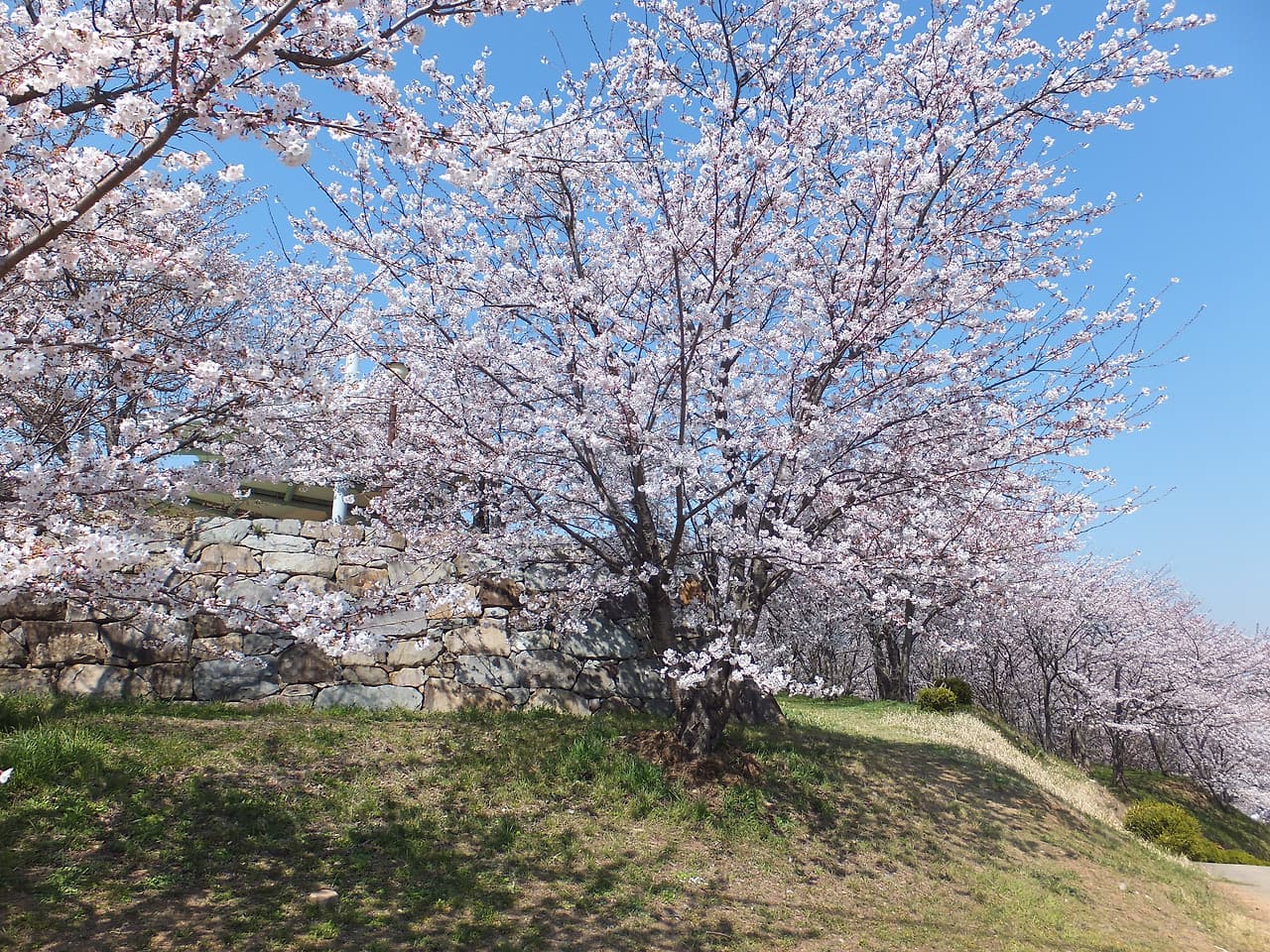 남도 봄꽃로드 여행기|사천 선진리성 벚꽃 만개, 여행의 마지막 코스 9