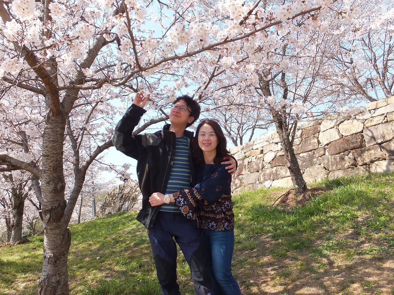 남도 봄꽃로드 여행기|사천 선진리성 벚꽃 만개, 여행의 마지막 코스 10