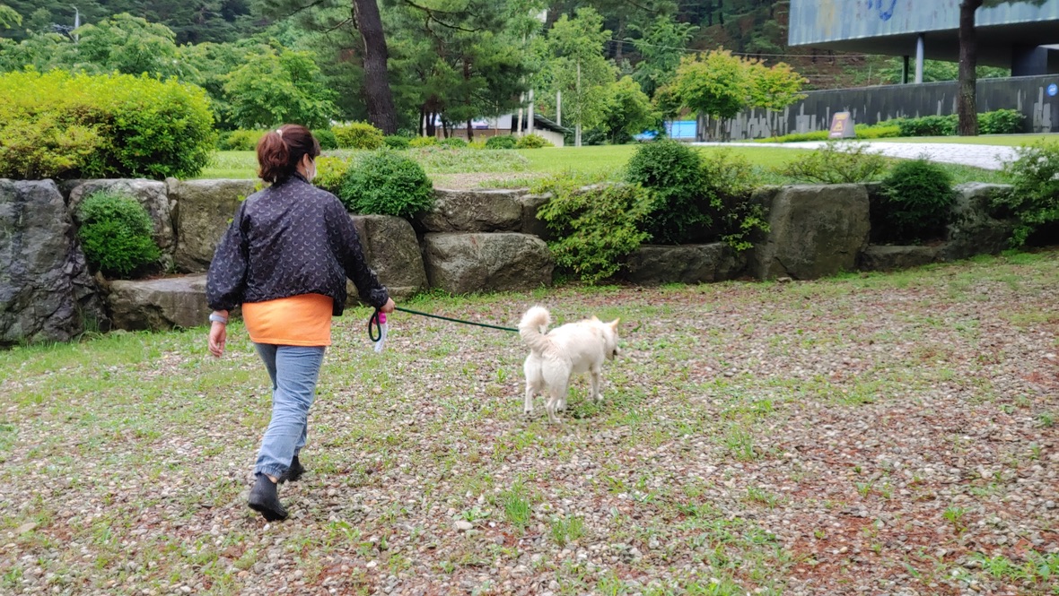 반려견 주인 흰 반려견 목줄 매고 공원 자갈길 산책