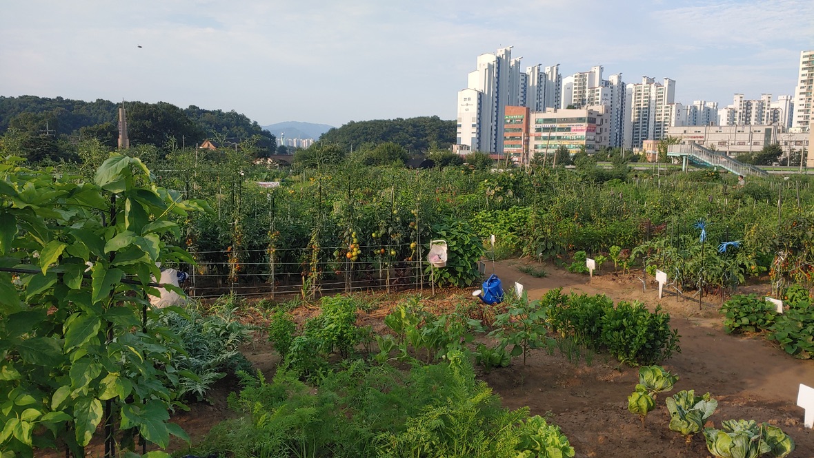 고층 아파트 옆 다양한 채소 가득한 도시 텃밭