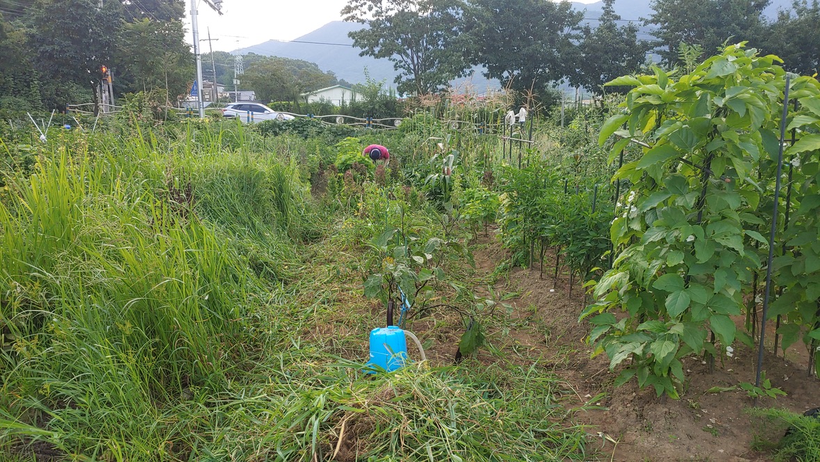 농촌 밭, 고추 콩 옥수수 경작, 농작업, 채소밭