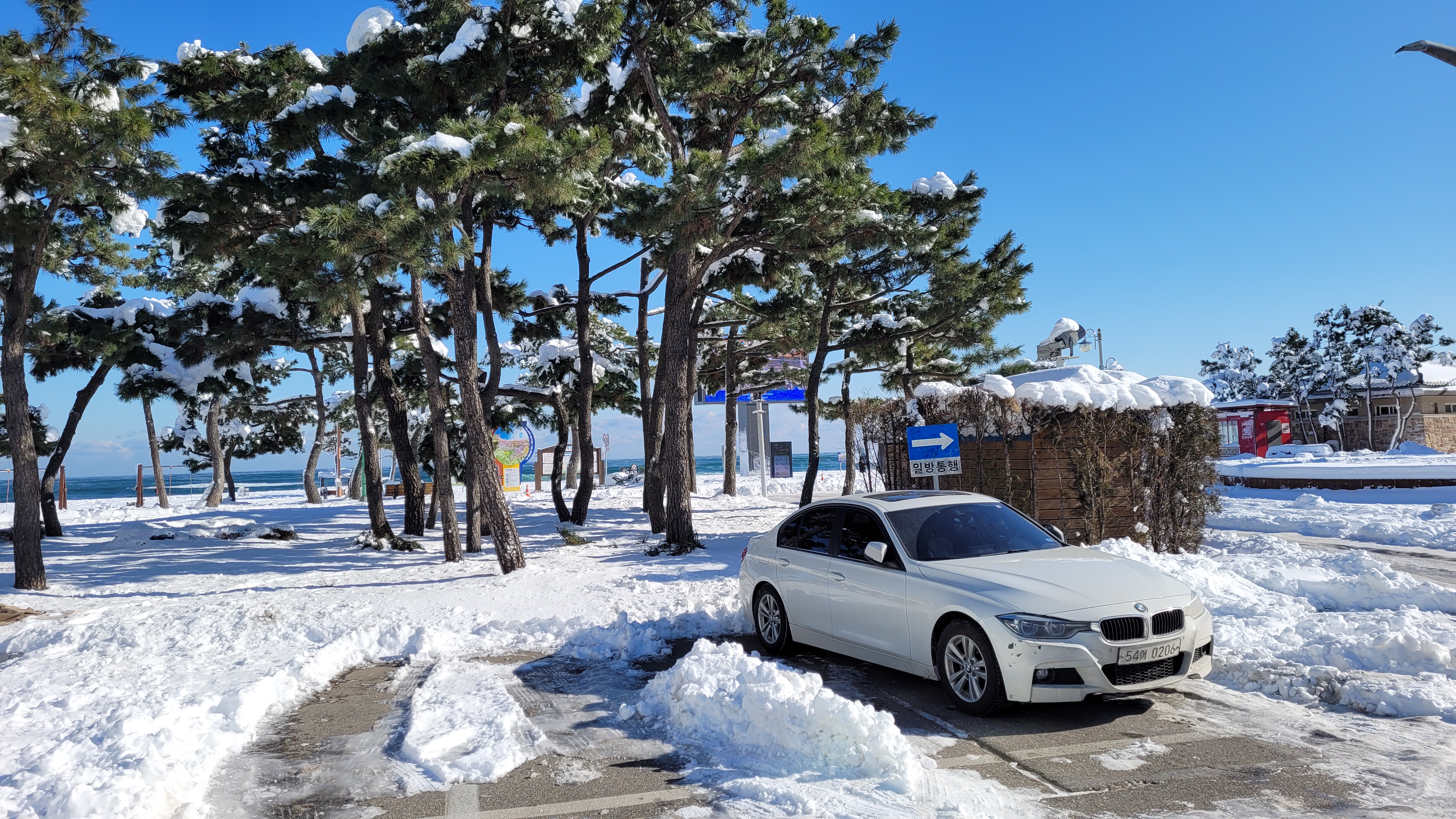 흰색 BMW 승용차 눈 덮인 소나무 해변 겨울 풍경