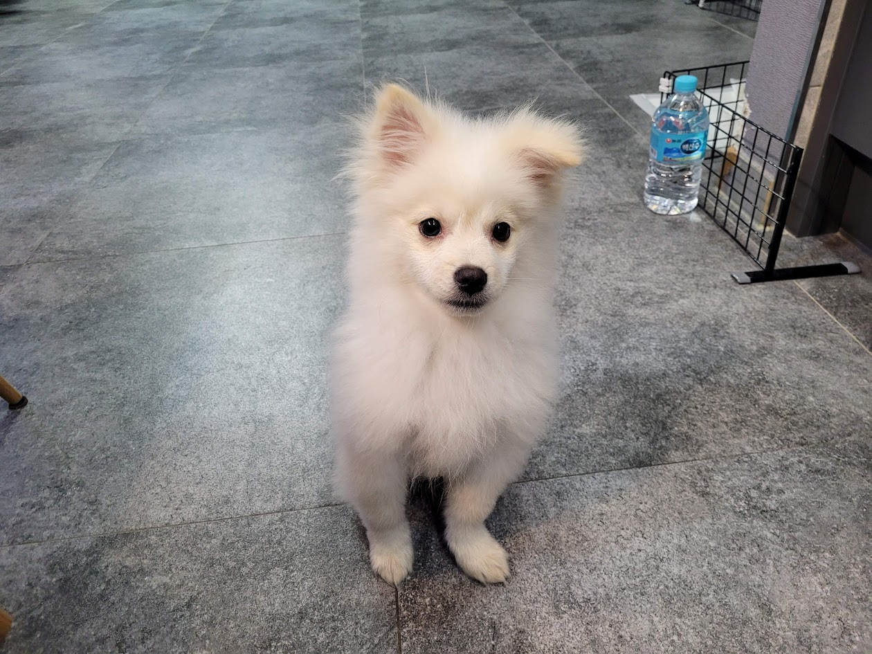 하얀 포메라니안 강아지 회색 타일 바닥 위 앉아 정면 응시