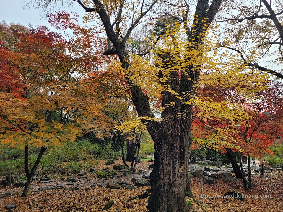화려한 가을 단풍 숲, 노란 은행잎 붉은 단풍잎 가득