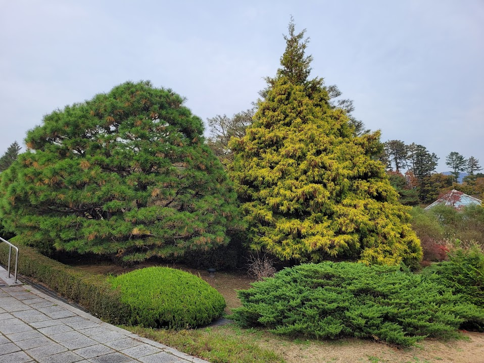 녹색 소나무, 황록색 침엽수, 울타리, 관목, 포장된 보도 정원