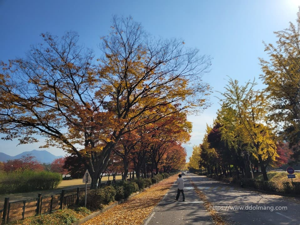 가을 단풍 나무 길, 황금빛 붉은 낙엽 풍경