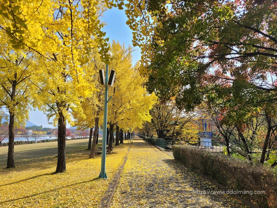 푸른 하늘 아래, 가을 은행나무 길 노란 낙엽 산책로