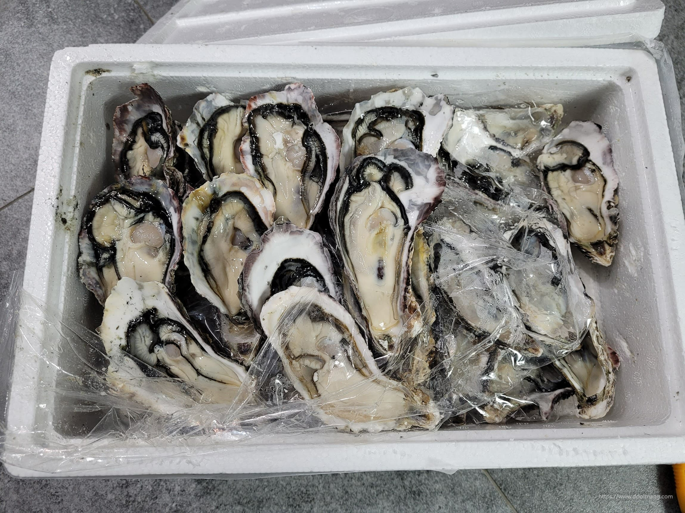 스티로폼 상자 가득 신선한 굴, 투명 비닐 포장