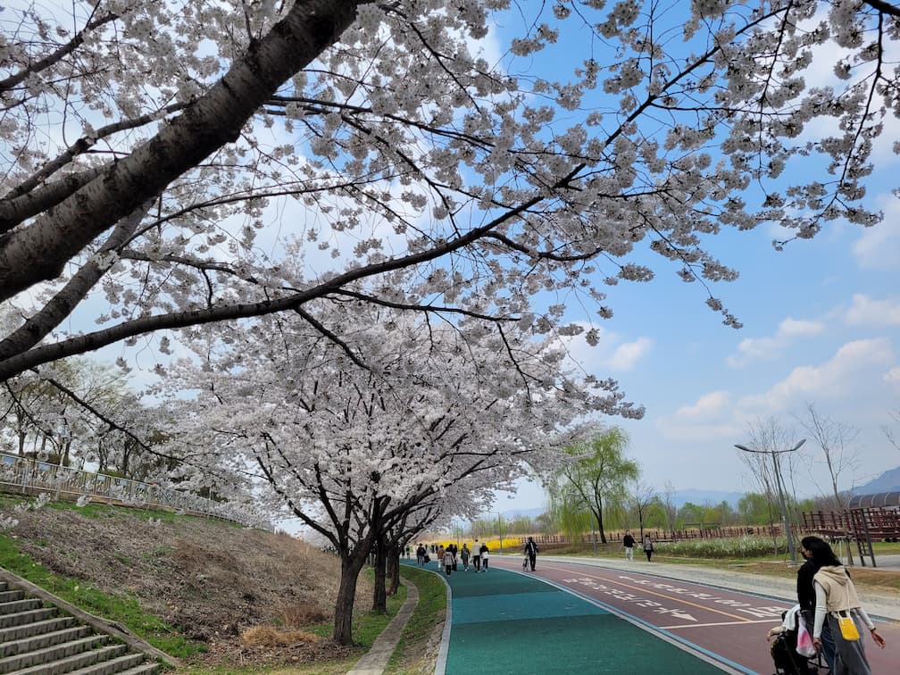 푸른 하늘 아래 만개한 하얀 벚꽃, 산책로 위 봄 풍경.