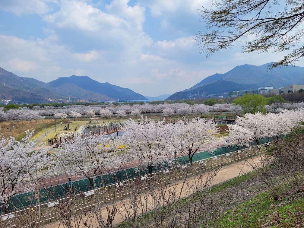 만개한 벚꽃 강변 공원길, 멀리 보이는 산과 푸른 하늘.