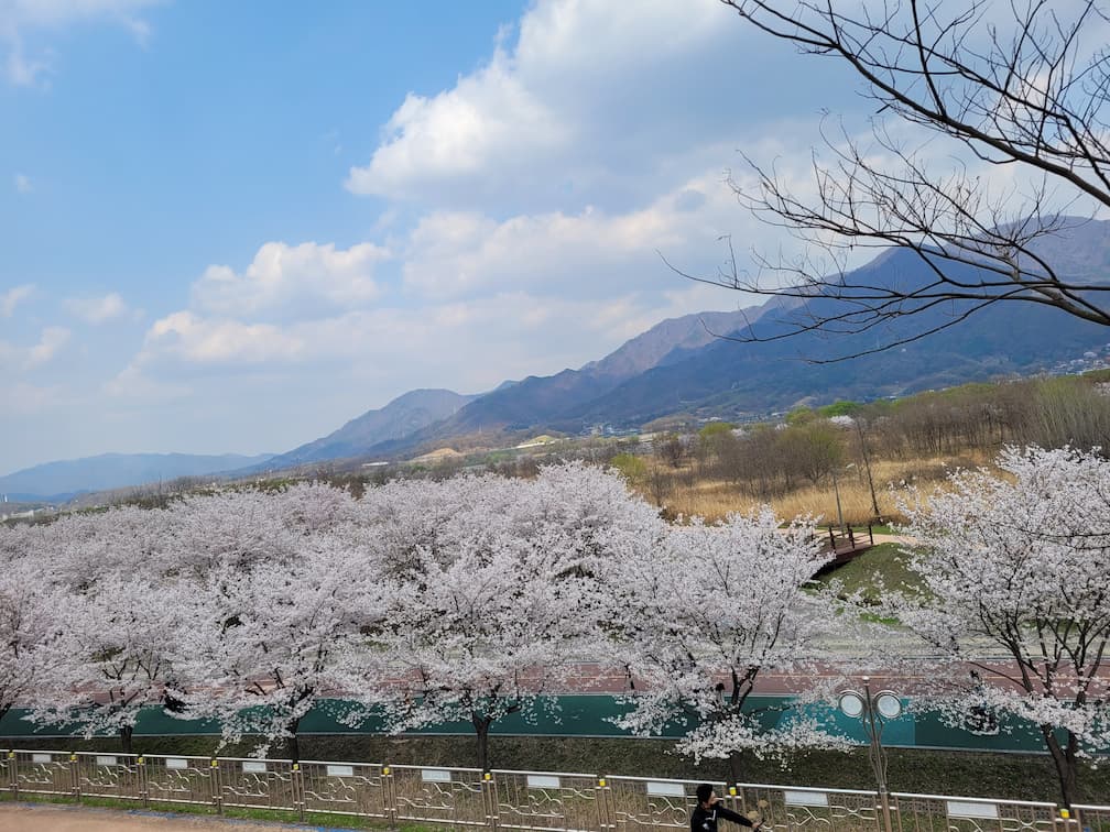 푸른 하늘, 구름, 산 배경 만개한 벚꽃 가득한 봄 풍경