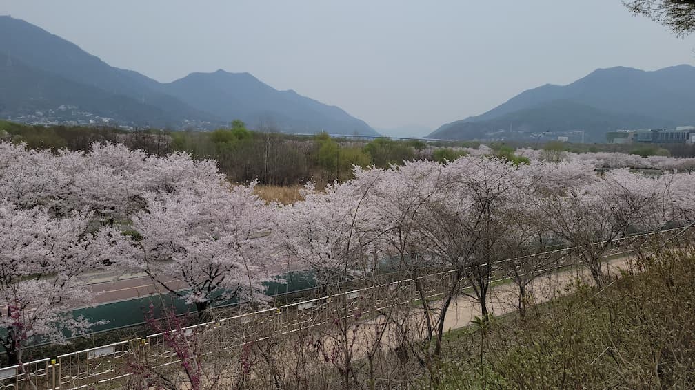 분홍빛 벚꽃 만개한 강변, 푸른 산 배경, 도로