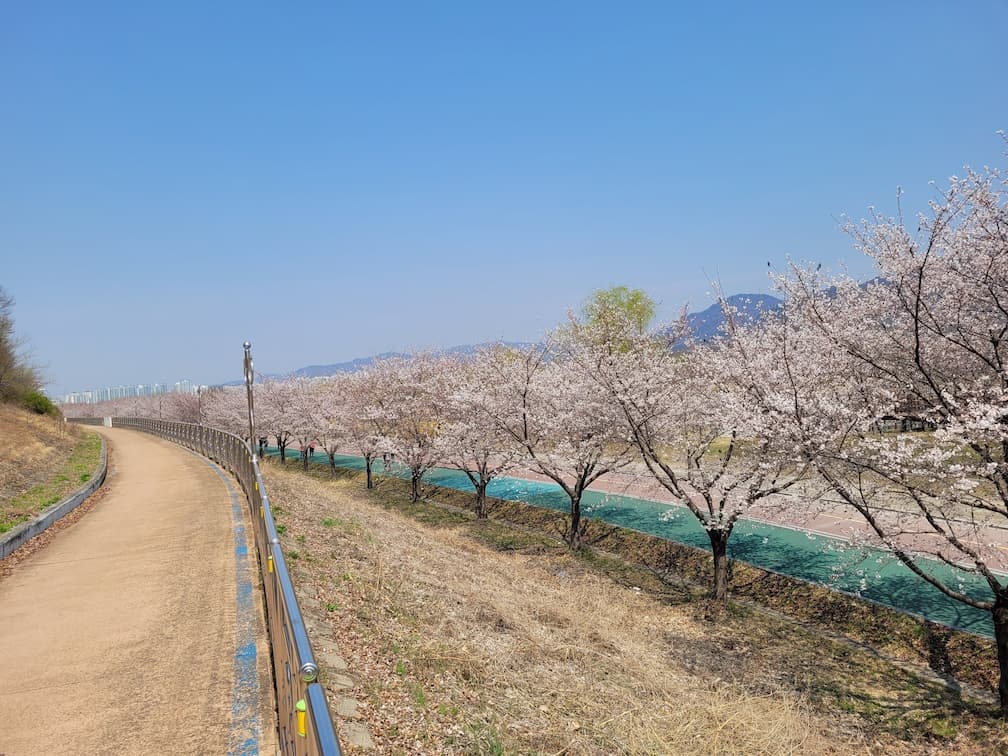 벚꽃 핀 강변 산책로, 맑은 하늘 아래 봄 경치