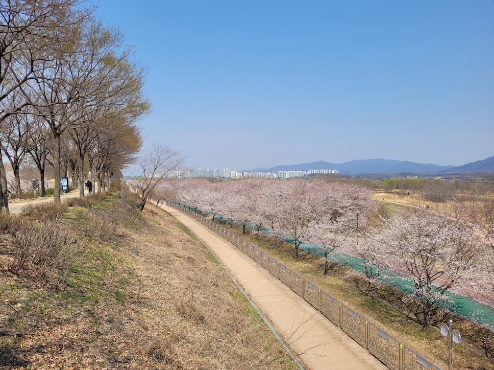 벚꽃 가득 강변 산책로, 맑은 하늘, 멀리 산과 건물.