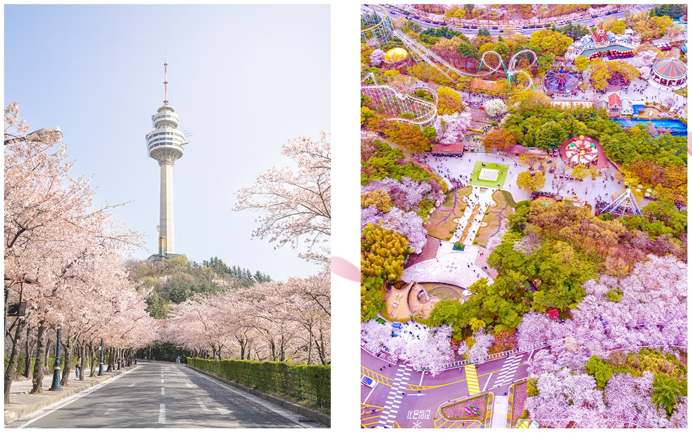 분홍 벚꽃, 랜드마크 타워, 놀이공원 봄 경치