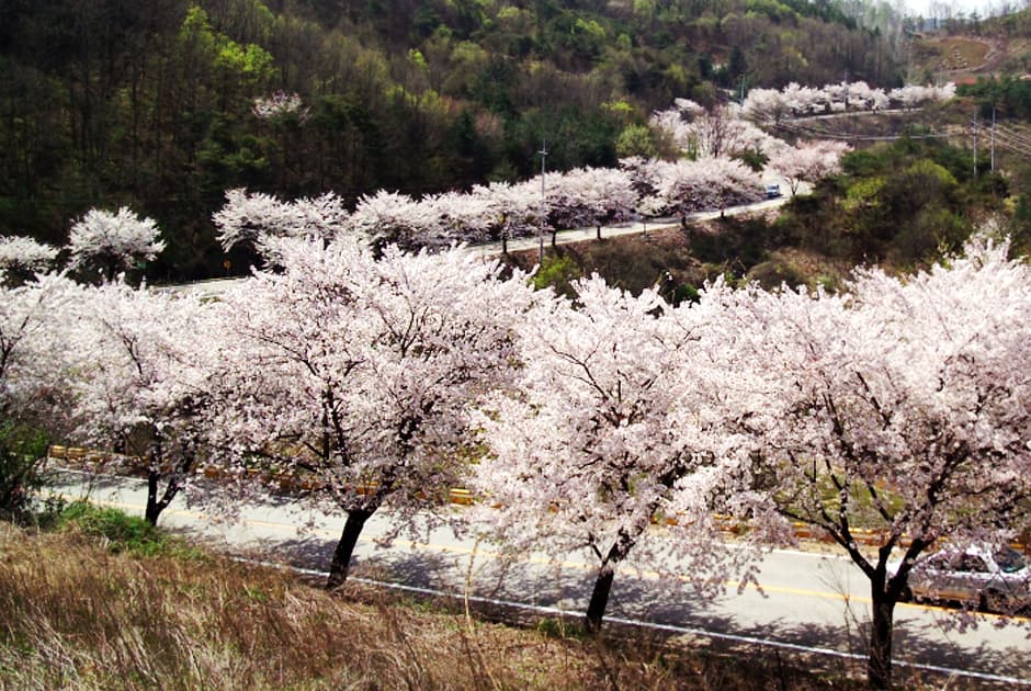 활짝 핀 벚꽃 터널, 구불구불한 도로, 푸른 산 배경