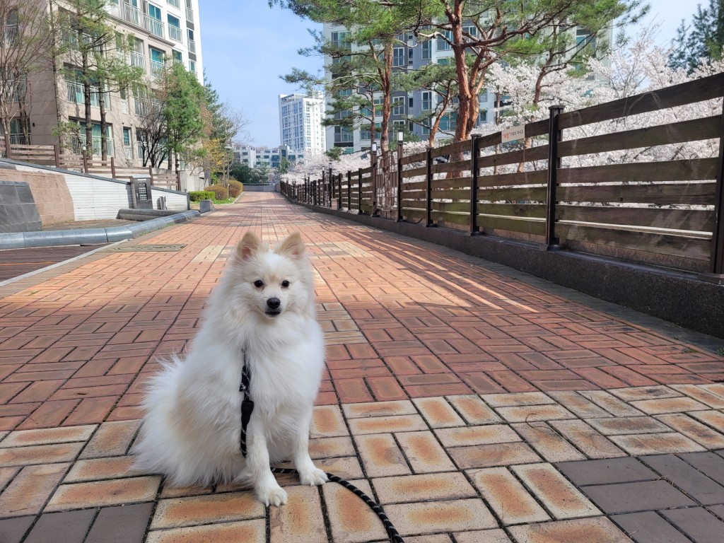 하얀 강아지 벽돌길 위 앉아, 아파트 단지 벚꽃 나무