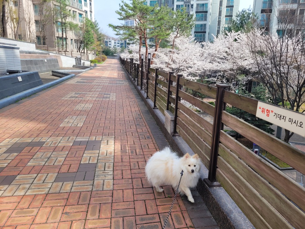 하얀 강아지, 벚꽃 핀 아파트 단지 보도블록 길 걷는