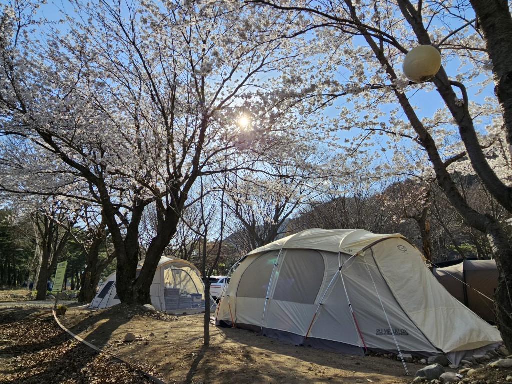 벚꽃 만개 캠핑장, 아침 햇살 비추는 텐트, 푸른 하늘
