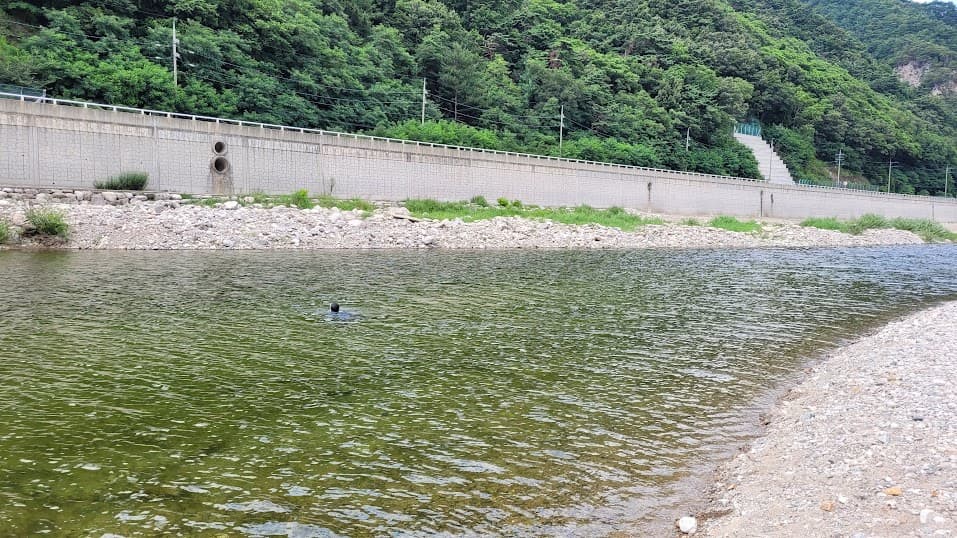 녹색 강물 검은 새 헤엄, 콘크리트 제방, 푸른 산림