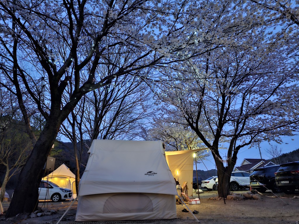 저녁 벚꽃 캠핑장, 하얀 텐트, 조명 빛나는 벚나무