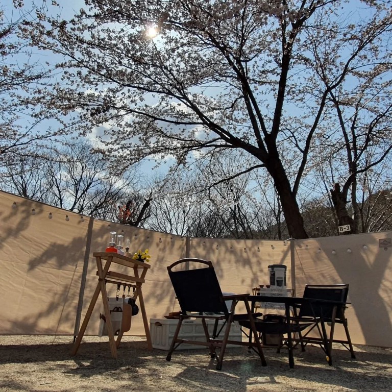 화사한 벚꽃 아래 캠핑용 의자, 테이블, 조리 장비, 봄 캠핑