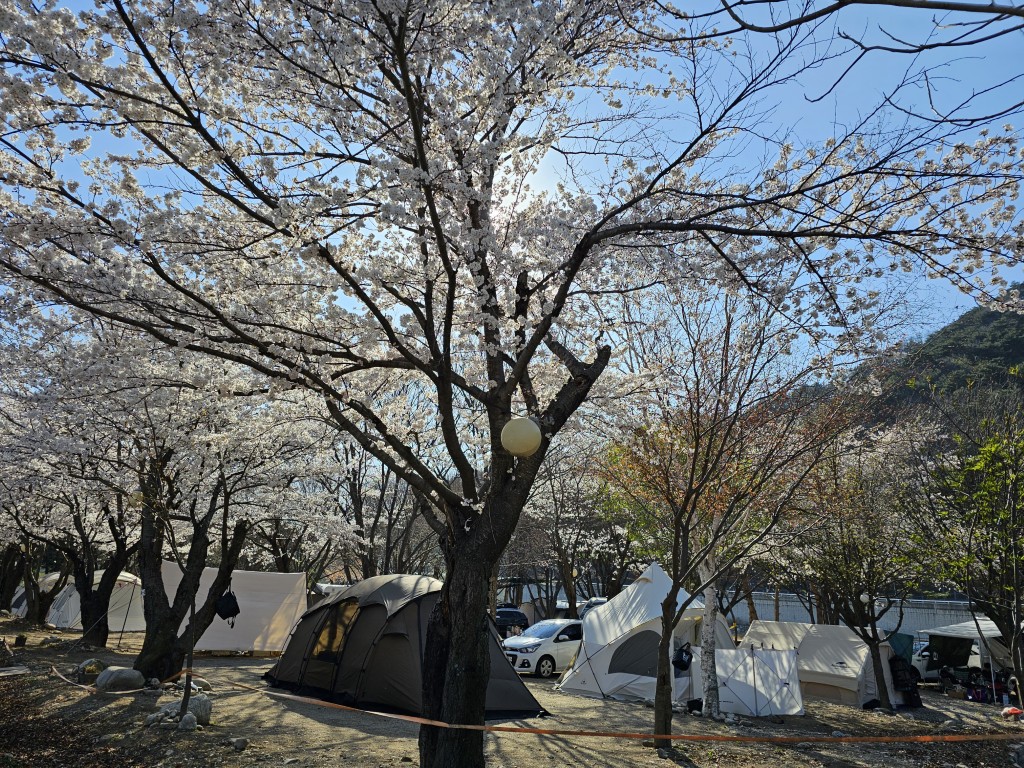 벚꽃 만개한 캠핑장, 푸른 하늘 아래 줄지어선 캠핑 텐트