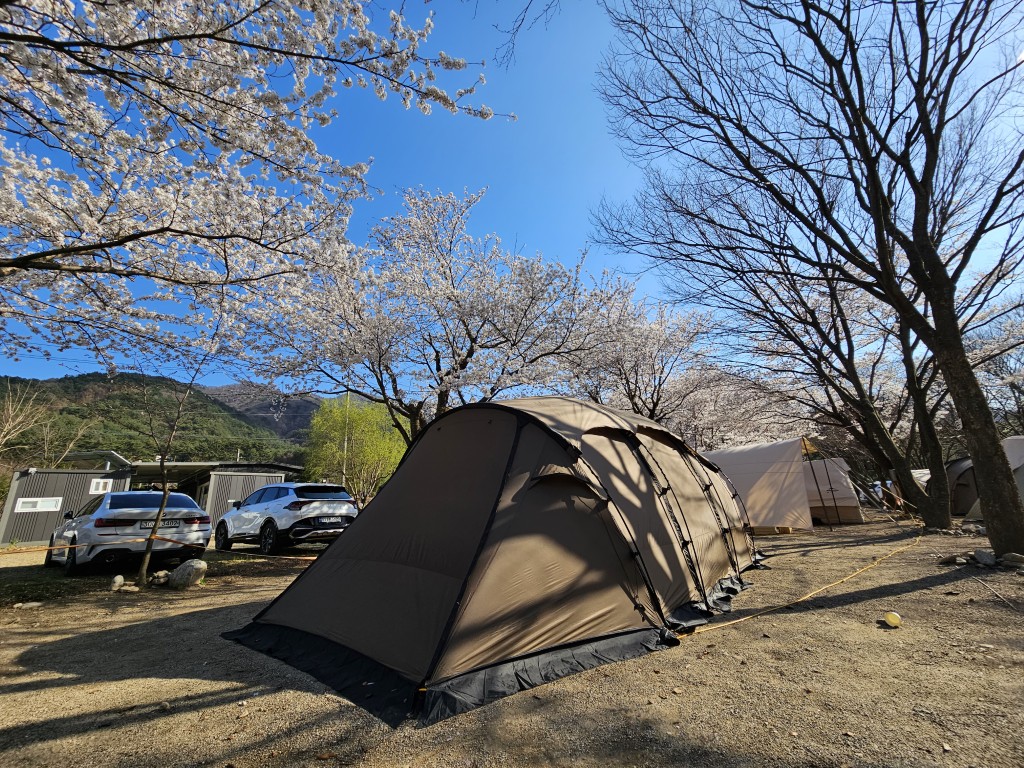 봄 벚꽃 캠핑장, 갈색 텐트, 푸른 하늘, 주차 차량