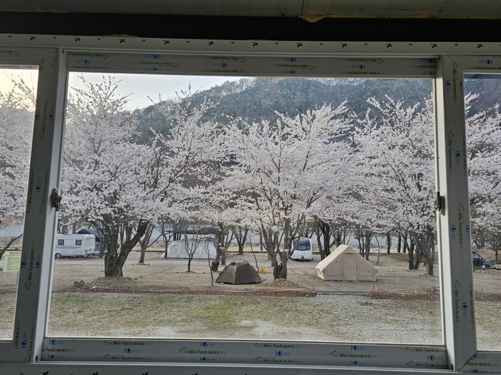 창문 너머 만개 벚꽃 캠핑장, 텐트, 캠핑카, 산 배경