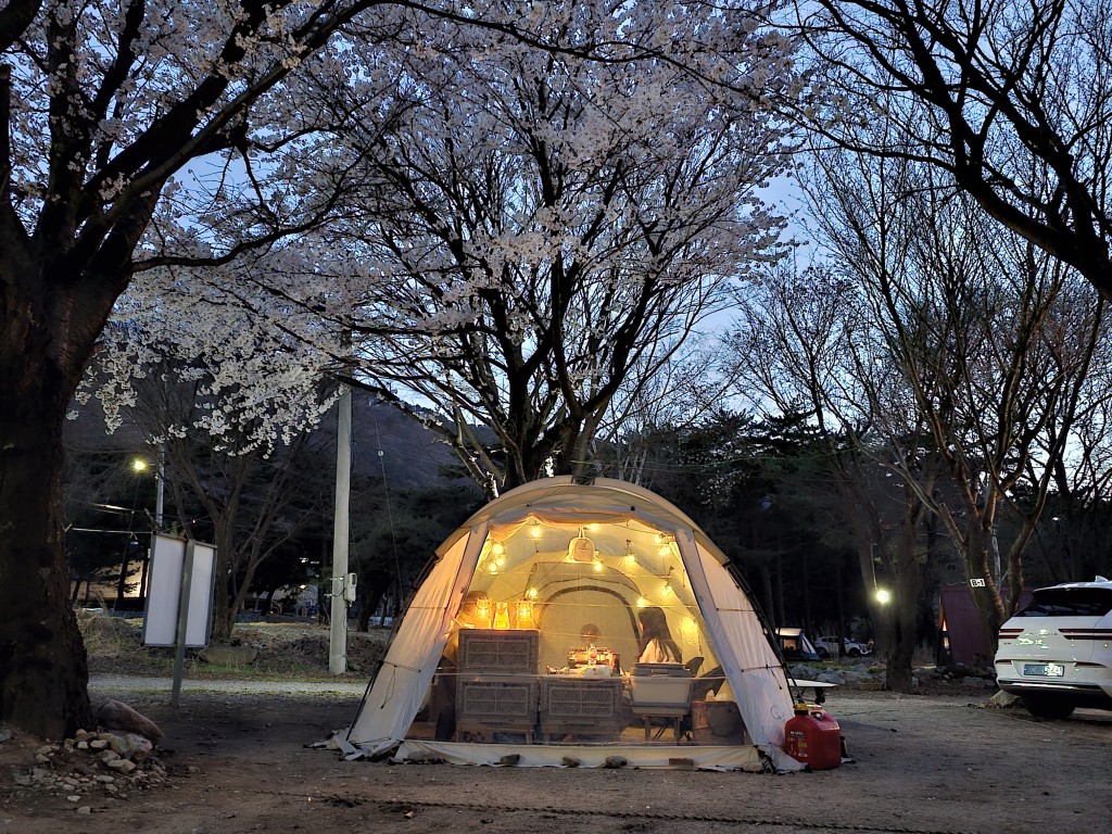 벚꽃 핀 야간 캠핑 텐트, 차량과 산 배경의 야영장