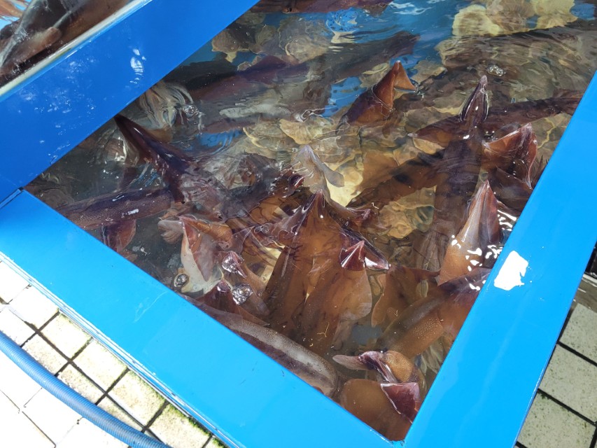 파란색 수조 속 헤엄치는 갈색 오징어, 활기찬 해산물 시장