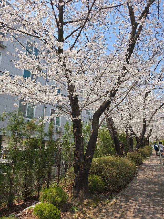 맑은 봄날 만개한 벚나무 가로수, 건물 옆 길가