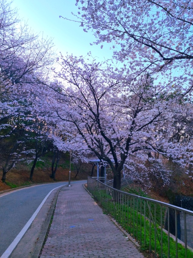 벚꽃 만개 가로수길, 굽이진 도로, 산책로, 파란 하늘