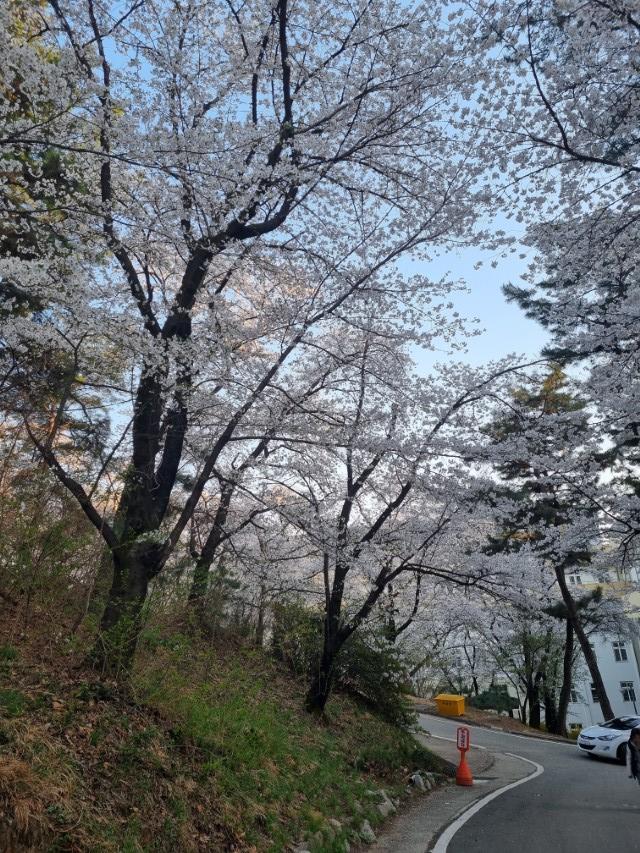 봄 벚꽃 만개한 언덕길, 푸른 하늘 배경