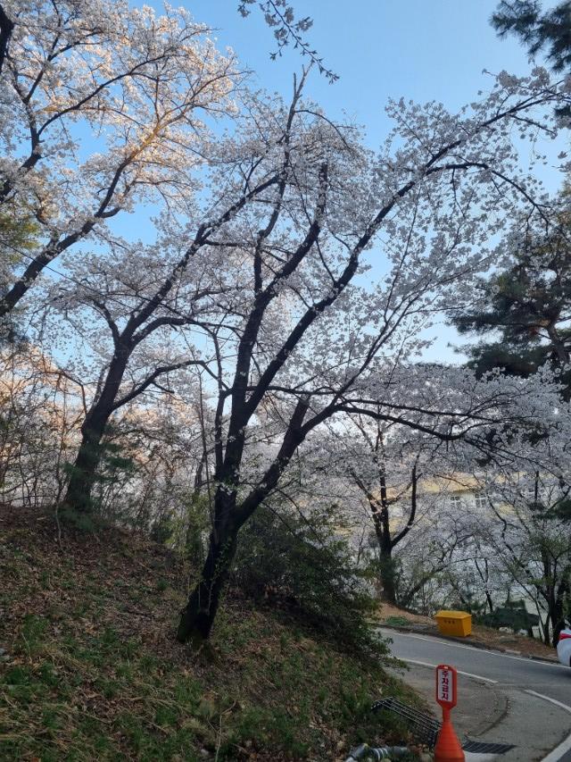 흰 벚꽃 만개한 언덕길, 구불구불한 도로, 맑은 하늘
