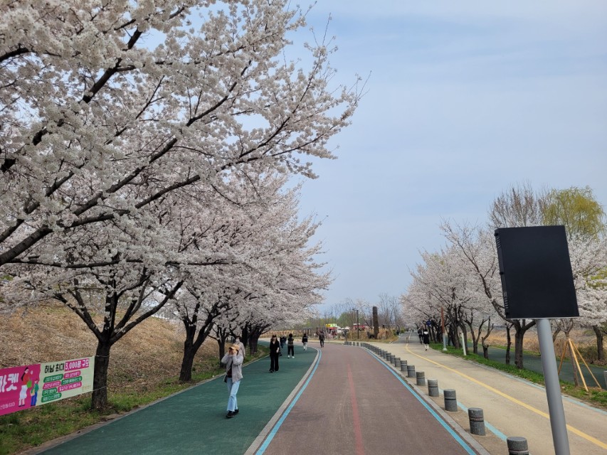 아름다운 벚꽃 만개한 산책로, 푸른 하늘 아래 거니는 봄 풍경