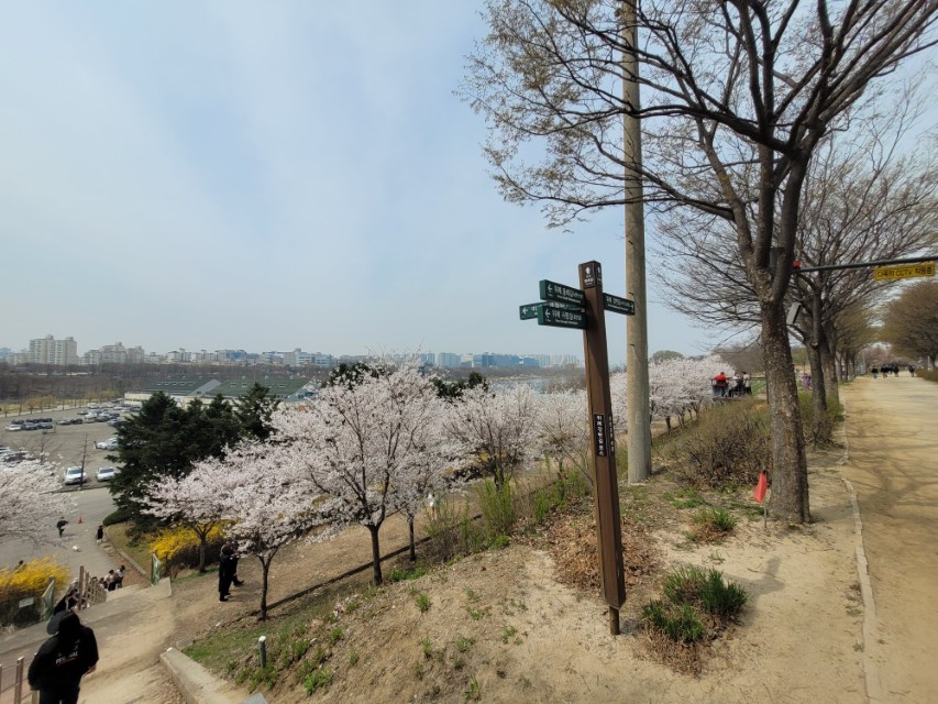 벚꽃 만개한 공원 산책로 옆 이정표, 멀리 도심 건물