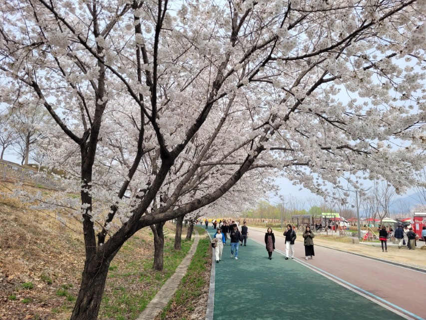 활짝 핀 벚꽃길, 푸른 산책로 거니는 방문객들 봄날