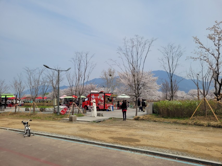 봄 야외 푸드트럭 장터, 벚꽃 만발, 산 풍경