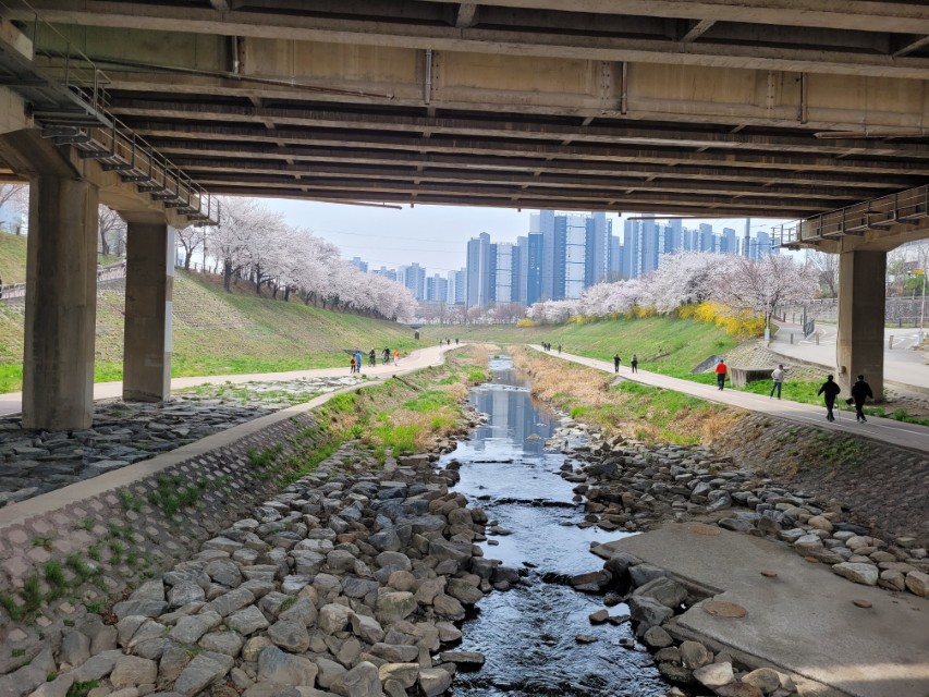 다리 아래 하천, 벚꽃, 개나리 만발한 강변 산책로와 도시 풍경