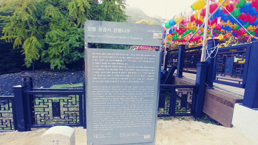 양평 산나물 축제 2026 일정·주차 총정리|용문산 4월 가볼만한 곳 7